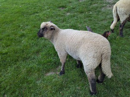 Bild 3:Reinrassiges Shropshire-Schaf