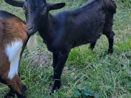 Bild 5:Tauernscheckenkitze