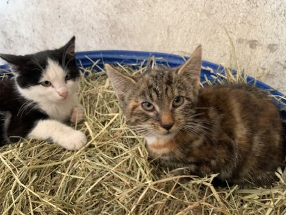 2 Babykatzen + 2 Zwerghühner