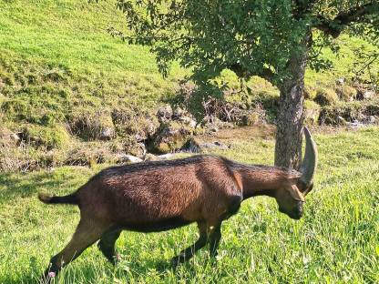 Bild 2:Aosta Bockkitz