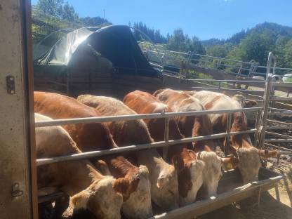 Bild 2:Trächtige Fleckviehkalbinnen