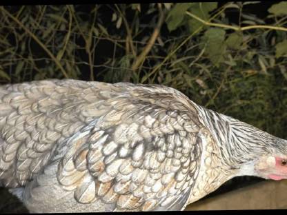 Bild 2:Legehennen von 2025