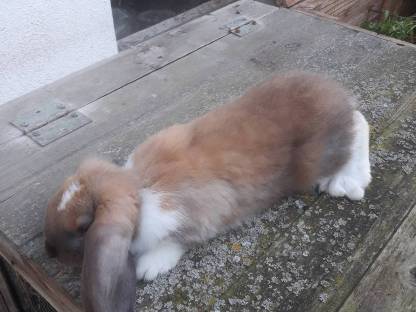 Bild 3:Deutsche Widder