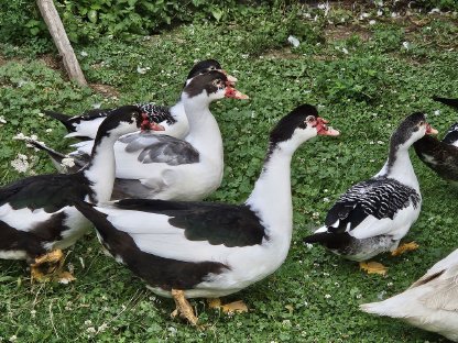 Bild 7:Warzenenten, Moschusenten