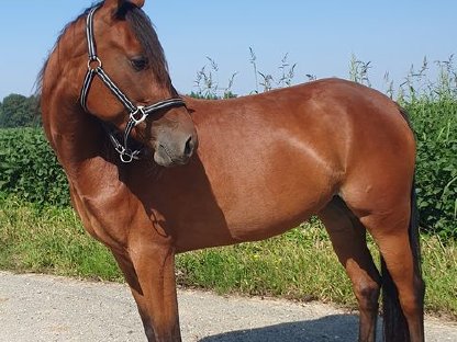 Bild 2:Hübsche, brave Stute