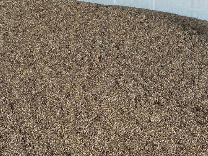 Bio Triticale