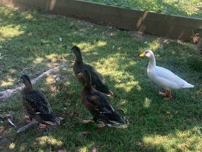 Wildenten