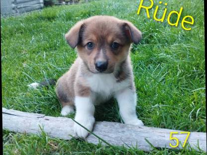 Welsh Corgi Pembroke × Border Collie Welpen