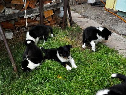 Bild 5:Border Collie Welpen