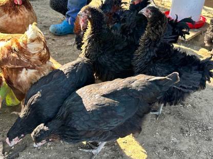 Bild 2:Strupphuhn Hennen