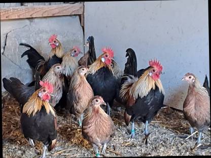 Bild 3:Holländische Zwerghühner orangehalsig und Altsteirer Hühner