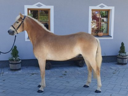 Bild 3:3,5-jähriger korrekter Haflingerwallach