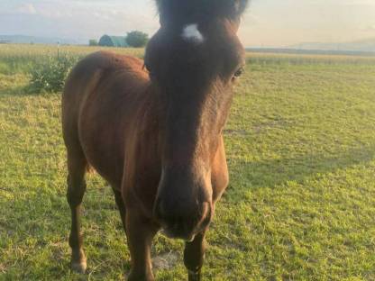 Bild 2:Noriker Stutfohlen