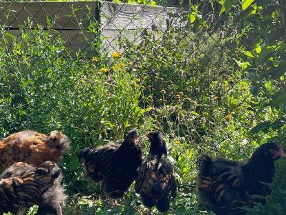 Bild 8:Hähne, Henne und Bruteier