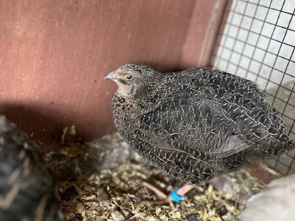 Bild 2:Wachtel Hahn zu verschenken