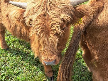 Bio Bullen Absetzer zu verkaufen