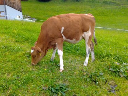 Fleckvieh Zuchtkalb Bio