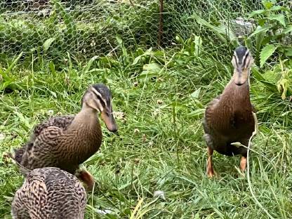 Bild 4:Junge Laufenten