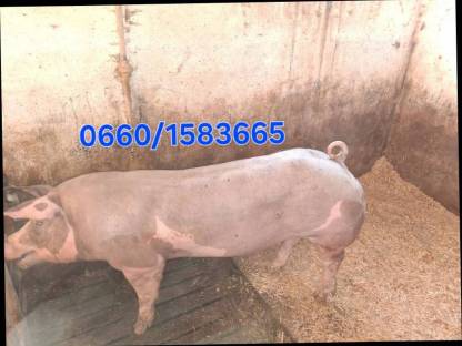 Bild 2:Eber zu verkaufen