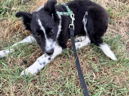 Bild 7:Reinrassige Border Collie Welpen abzugeben