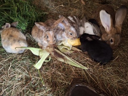 Bild 2:Kaninchen, Fleischhasen/Schlachthasen