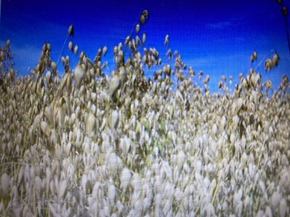 Bild 6:Bio-Ware zu verkaufen