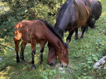 Bild 5:Noriker Hengstfohlen