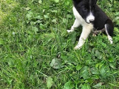 Reinrassige Border Collie Welpen abzugeben