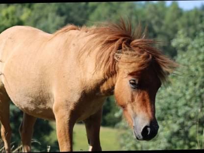 Bild 3:Angerittener Shetty Wallach