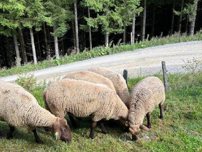 Bild 3:Jura Schafe Bio