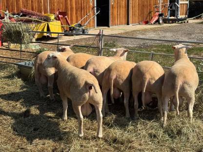 Bild 5:Berrichon Zuchtwidder