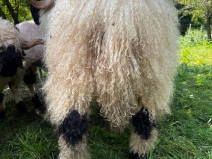 Bild 2:Walliser Schwarznasen Widder G1