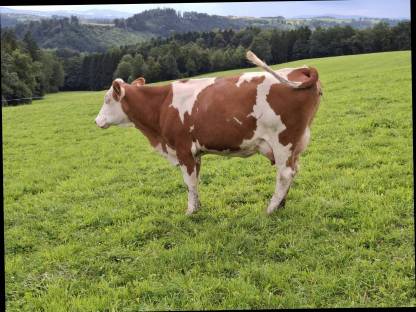 Bio Milchkuh