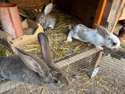 Bild 2:Riesen-Scheck-Mixe