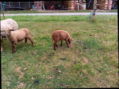 Bild 4:Coburger Fuchsschafbock