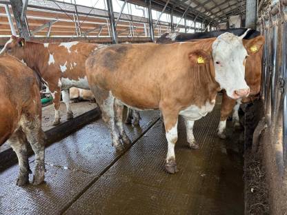 Bild 2:Trächtige Bio-Kalbinnen