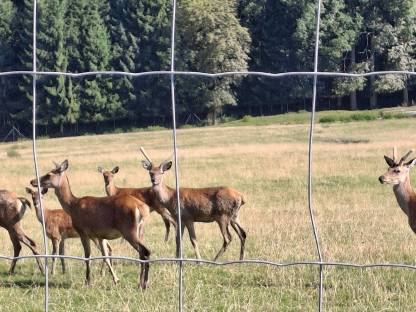 Bild 5:Rotwild Hirsche im 1.Kopf
