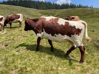 Reinrassige Pinzgauer BIO Kühe