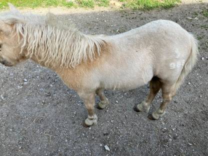 Bild 7:Mini Shetty Hengstfohlen