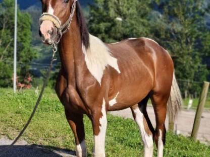 Bild 2:Pintowallach  Whisky the Champion