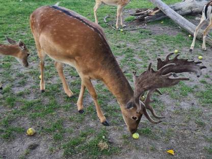 Bild 4:Damhirsch Damwild