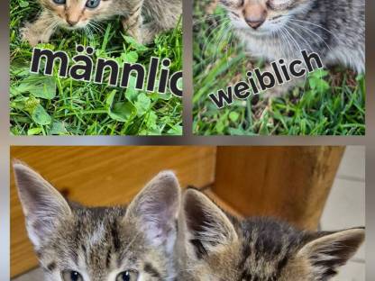 Katzenbabys