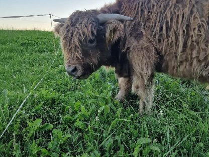 Bild 4:Schottische Hochlandrinder