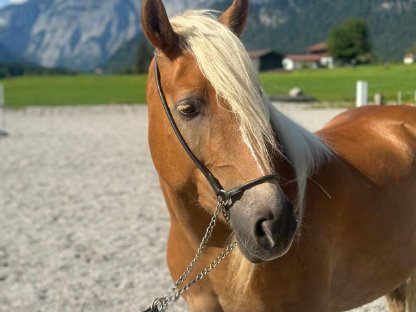 Bild 3:Verkaufe 5-jährige Südtiroler Stute