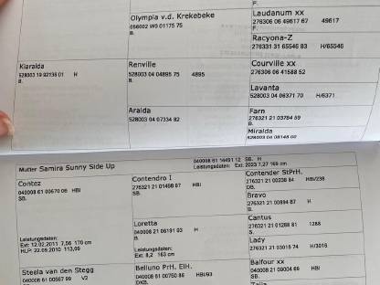 Bild 6:Vielversprechender Junghengst