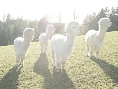 Bild 7:Alpaka Verkauf, Alpakas im Paket