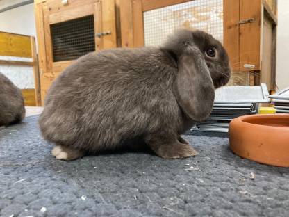 Bild 3:Zwerg Widder Kaninchen, Zwergkaninchen