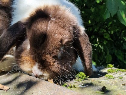 Bild 2:Vergebe wunderschönen Minilop Rammler mit blauen Augen