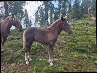 Bild 3:Noriker Hengstfohlen Beethoven