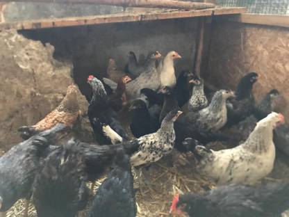 Bild 3:Mix Hennen & Hähne